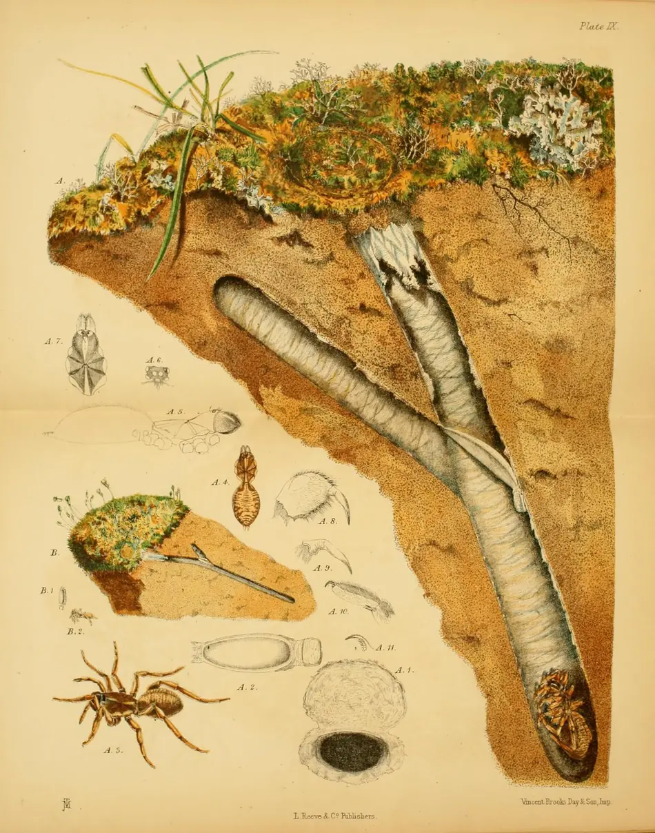 Formigas ceifadoras, prancha do século XIX